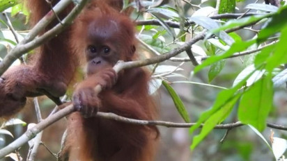 Peneliti Asing Erik Meijaard Dilaporkan oleh KLHK, Diduga Melanggar UU