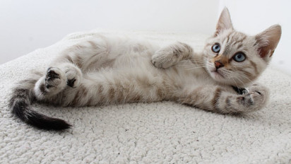 Catat! Berikut 5 Hal yang Harus Anda Persiapkan Sebelum Memelihara Seekor Kucing Dirumah