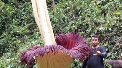 Bunga Bangkai Setinggi 4,35 Meter Mekar di Kebun Pinang Milik Warga Agam