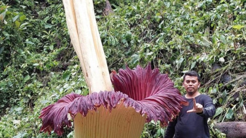 Bunga Bangkai Setinggi 4,35 Meter Mekar di Kebun Pinang Milik Warga Agam