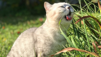 Jangan Abaikan! Kenali 10 Masalah Pencernaan pada Kucing yang Bisa Berakibat Fatal