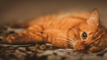 Perhatikan 4 Hali Ini Bisa Menjadi Tanda Kucing Peliharaanmu Sedang Stress dan Menderita Depresi