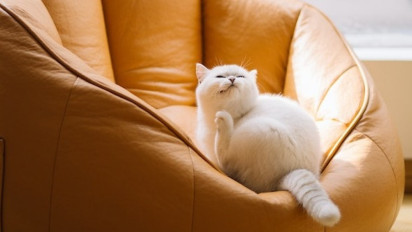 Pemilik Kucing Wajib Tahu, Inilah 5 Cara Ampuh dan Efektif untuk Menghilangkan Kutu Si Anabul