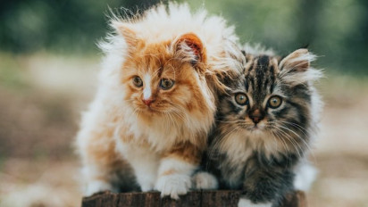 Cat Lovers Wajib Tahu, Inilah 5 Alasan yang Biasanya Menjadi Penyebab Bulu Seekor Kucing Rontok