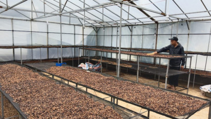 Kopi Sipirok Menembus Pasar Internasional