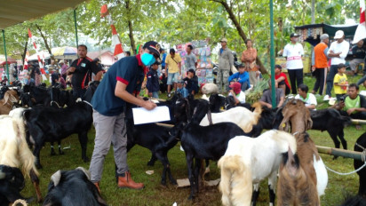 Meriah Kontes Kambing di Purbalingga untuk Kenalkan Pontensi Unggulan Ternak