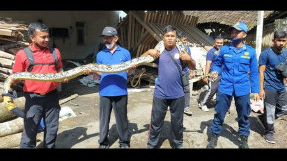Sering Mangsa Ternak, Pemadam Kebakaran Blitar Tangkap Ular Phyton Sepanjang 6 Meter