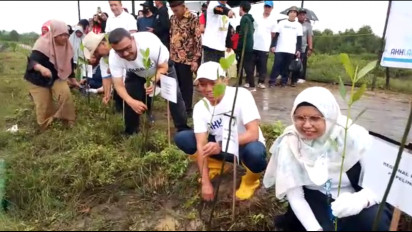 Antisipasi Banjir Rob dan Abrasi lingkungan, Ribuan Mangrove Ditanam Pesisir Pantai Belawan Medan