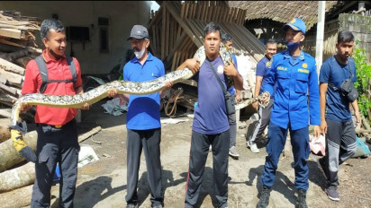 Sering Mangsa Ternak Warga, Petugas Pemadam Kebakaran Blitar Jawa Timur Tangkap Ular Piton Sepanjang 6 meter