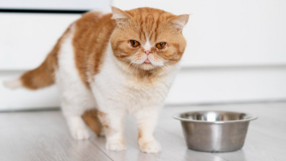 Apakah Boleh Seekor Kucing Makan Nasi? Berikut Jenis Makanan yang Tidak Boleh Dikonsumsi Si Anabul