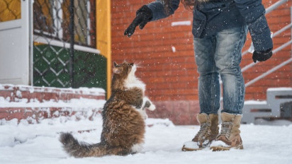 Mampu Bertahan Hidup di Iklim Ekstrim, Berikut Sifat, Sejarah dan Cara Rawat Kucing Norwegian Forest