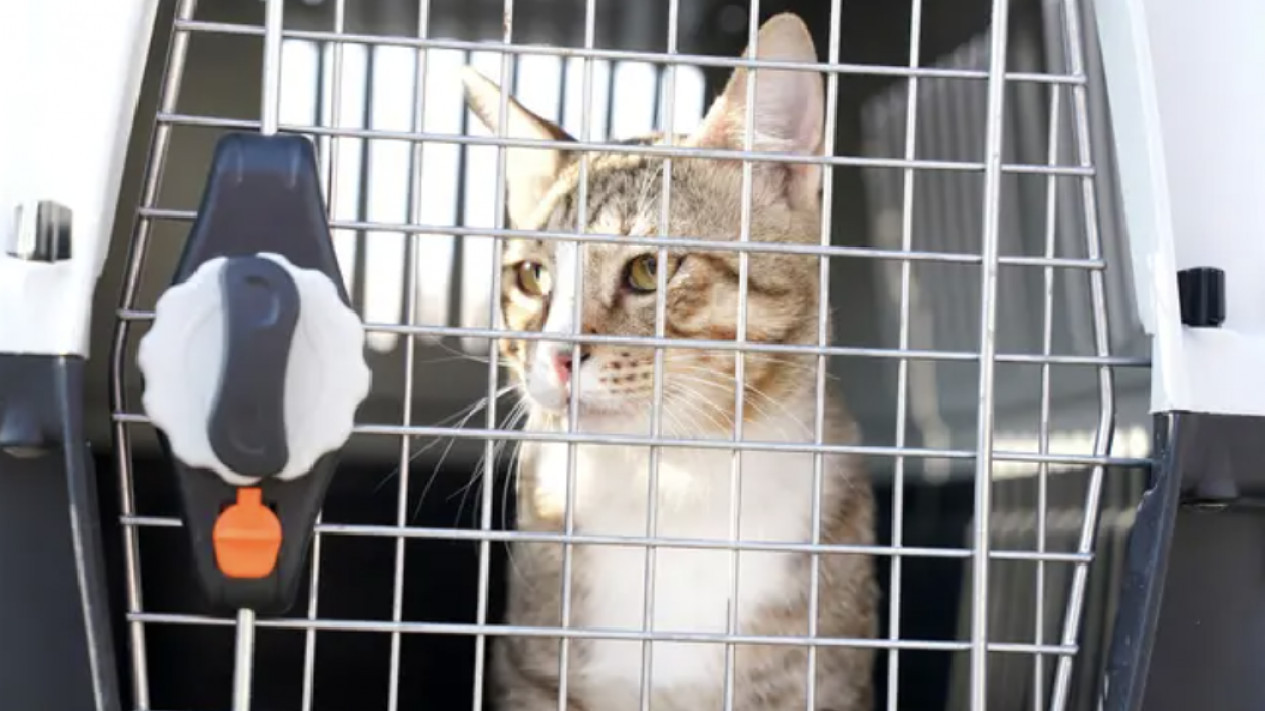 Kucing Tim Inggris Lebih Beruntung Daripada Brasil Selama Piala Dunia 2022
            - galeri foto