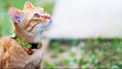 Catat! Agar Bisa Mengetahui Keinginan Si Anabul, Ini 5 Cara Seekor Kucing untuk Berkomunikasi