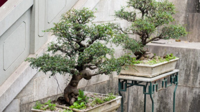 Selain 'Nyamar' Jadi Wartawan, Ternyata Iptu Umbaran Juga Pernah Jadi Ketua Perkumpulan Pecinta Bonsai
