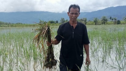 Ratusan Hektar Tanaman Padi Gagal Panen Akibat Banjir Tidak Kunjung Surut