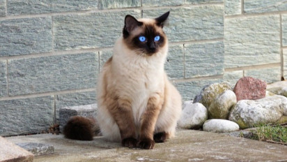 Pernah jadi Peliharaan Ibu Negara Amerika Serikat, Berikut Sejarah dan Cara Merawat Kucing Siam