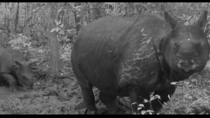 Anak Badak Jawa Lahir di Ujung Kulon, Diberi Nama "LordZac"