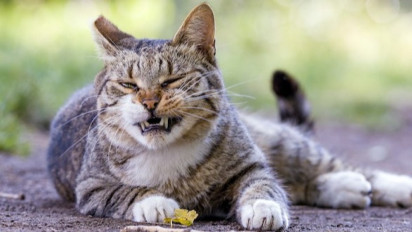 Apakah Boleh Seekor Kucing Peliharaan Diberi Makan Ikan Setiap Hari? Berikut Penjelasannnya