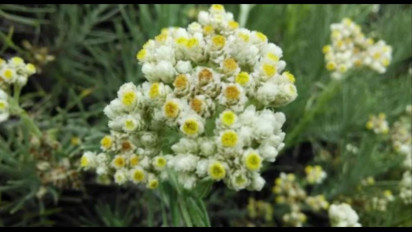 Wow!  200 Tahun Lalu Bunga Edelweiss Ditemukan di Gunung Gede Jawa Barat