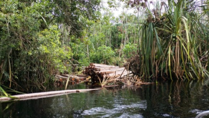 Warga Tewas Diterkam Harimau di Siak, Ini Kata Balai Besar Konservasi SDA Riau