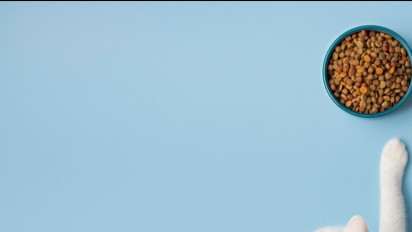 Catat! Jangan Berikan 4 Jenis Makanan Ini Kalau Tidak Mau Kucing Peliharaan Anda Jadi Sakit