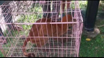 Mengenal Kucing Emas Asia, Hewan Langka yang Ditemukan Warga Kota Solok Dalam Kondisi Kurus dan Lemas