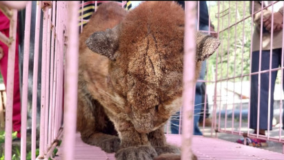 Kemunculan Kucing Emas Gegerkan Masyarakat Solok, Warga Sebut Sudah Seminggu Lalu Lalang di Sekitar Pemukiman