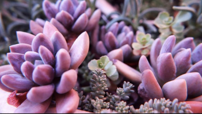 Suka Bunga dan Warna Pink? Berikut 5 Tanaman Hias Berdaun Pink yang Cantik Ditanam