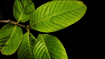 5 Manfaat Daun Jambu Biji, Turunkan Kadar Gula Darah hingga Kolesterol