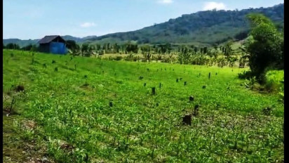 Diduga Ditebang secara Masif, Hutan di Banyuwangi Ditemukan Gundul saat Musim Bencana