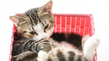 Sering Dianggap Sebagai Benda Cair, Ternyata Inilah yang Membuat Tubuh Kucing Sangat Fleksibel