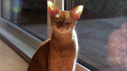 Terkenal Aktif dan Penuh Energi, Berikut Karakter Fisik, Sejarah dan Cara Merawat Kucing Abyssinian