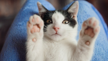 Cat Lovers Wajib Tahu, Inilah 5 Hal yang Paling Disukai oleh Seekor Kucing