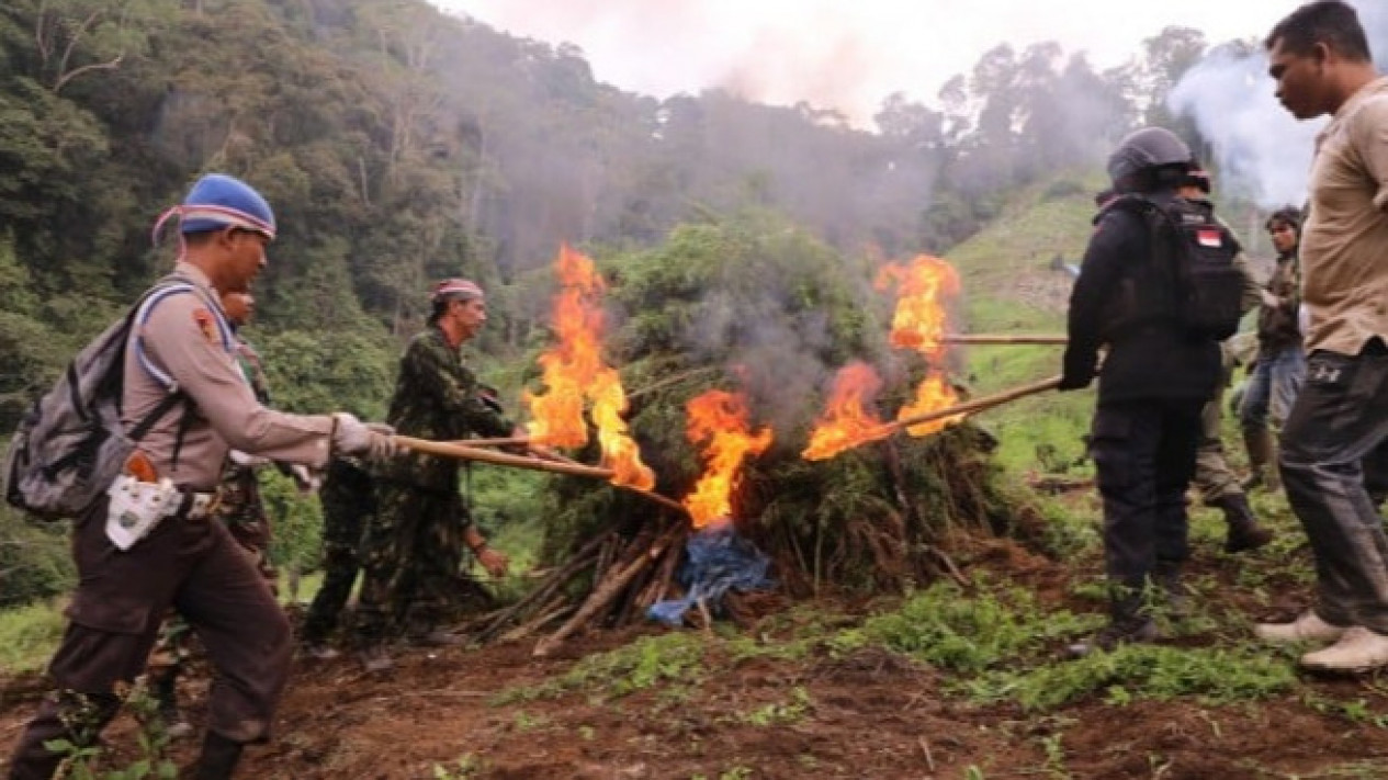Ditresnarkoba Polda Metro Jaya Musnahkan Belasan Hektare Ladang Ganja di Kabupaten Mandailing Natal Sumatera Utara
            - galeri foto