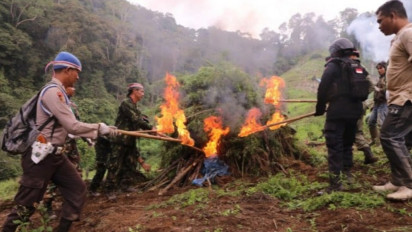 Ditresnarkoba Polda Metro Jaya Musnahkan Belasan Hektare Ladang Ganja di Kabupaten Mandailing Natal Sumatera Utara