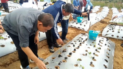 Kementerian Pertanian Kembangkan Teknologi Soil Block pada Budidaya Bawang dan Cabai di Temanggung