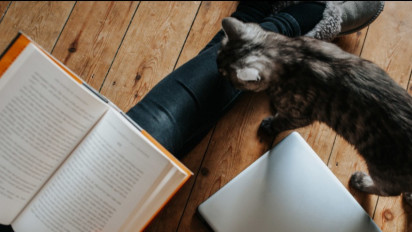 5 Ras Kucing Ini Terkenal dengan Kecerdasannya, Sangat Cocok untuk Dijadikan Hewan Peliharaan