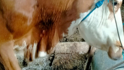 Setelah PMK Muncul Penyakit LSD, Dua Sapi di Sleman Terjangkit