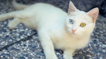 Terkenal Jago Berenang, Berikut Karakter Fisik, Sejarah dan Cara Merawat Kucing Turkish Van