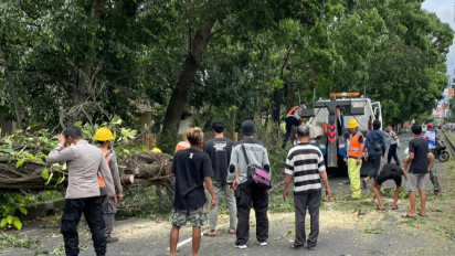 Pohon Tumbang Akibat Angin Kencang di Singosari Tutup Akses Jalur Malang-Surabaya dan Timpa Mobil 4 Orang Luka