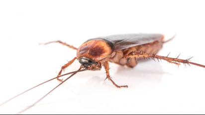 5 Cara Mengusir Kecoa yang Ampuh dan Mudah Ditiru, Menuju 2023 Rumah Bebas dari Kecoa