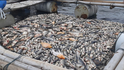 Puluhan Ton Ikan di Waduk Kedung Ombo Boyolali Mati Mendadak