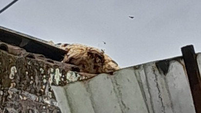 Seorang Lansia di Sleman Tewas Disengat Lebah Vespa