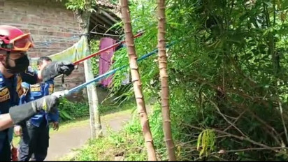 Petugas Damkar Klaten Evakuasi Ular Berbisa di Kebun Singkong Milik Warga