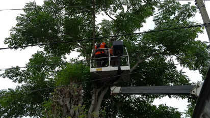 Seorang Kakek Tewas Kesetrum di Atas Pohon, Gegara Memotong Ranting