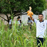 Dukung Program Ketahanan Pangan, Lanal Sibolga Melaksanakan Panen Raya Jagung