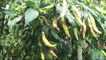 Dampak Cuaca Buruk Petani Cabai di Temanggung Rugi Puluhan Juta