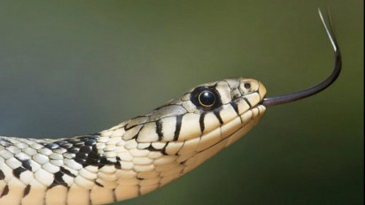 Catat! Jangan Lakukan Hal Ini saat Digigit Ular