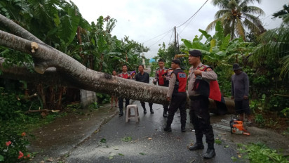 Pohon Tumbang di Lombok Barat Tewaskan Pedagang yang Melintas