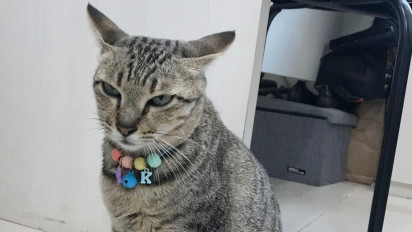 Kementerian PUPR Kenalkan Kucing Bernama Kokom Jadi Pegawai, Kini Kepopulerannya Mulai Saingi Pak Bas